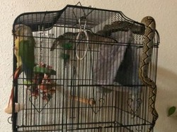 Ngeri! Ada Ular Piton Nyasar ke Kandang Burung Beo