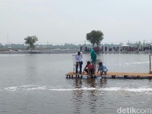 Tebar Benih Udang di Bekasi, Jokowi: 3-4 Bulan Saya Cek Lagi Tebar Benih Udang di Bekasi, Jokowi: 3-4 Bulan Saya Cek Lagi