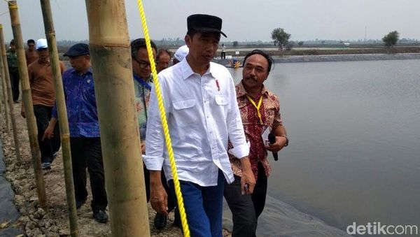 Berkemeja Putih Dipadu Jeans, Jokowi Tebar Benih Udang di Bekasi