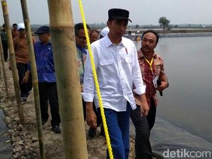 Berkemeja Putih Dipadu Jeans, Jokowi Tebar Benih Udang di Bekasi