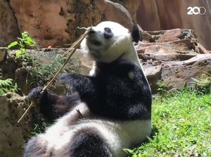 Gemas! Begini Tingkah Panda Raksasa di Taman Safari