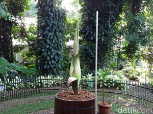 Ditanam di Pot, Bunga Bangkai Unik Segera Mekar di Kebun Raya Bogor