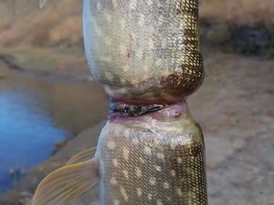 Viral Foto Penampakan Tubuh Ikan yang Bikin Miris Viral Foto Penampakan Tubuh Ikan yang Bikin Miris