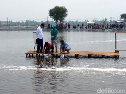 Canggih! Petambak di Bekasi Beri Makan Udang Lewat Smartphone