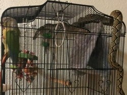 Kisah Nikki Kakaktua yang Lolos dari Teror Sanca Raksasa