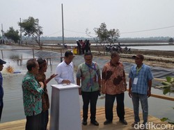 Ke Bekasi, Jokowi Tebar Benih Udang Hingga Tanam Bakau