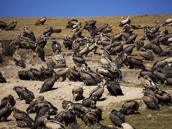 Pemakaman Ekstrem Sky Burial di Tibet, Jasad Manusia Diberi ke Burung Nasar