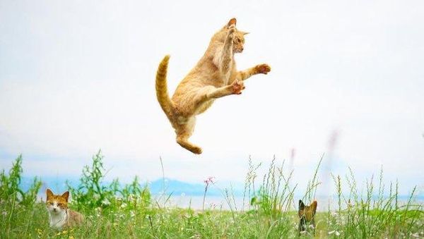 Ciaaat..Begini Momen Saat Ninja Kucing Beraksi