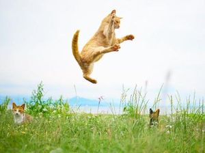 Bukan Manusia, Foto-foto Ninja Kucing Ini Bikin Gemas