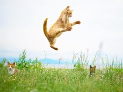 Bukan Manusia, Foto-foto Ninja Kucing Ini Bikin Gemas