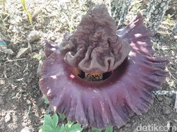 Warga Bojong Koneng Heboh Ada Bunga Bangkai Tumbuh di Kebun