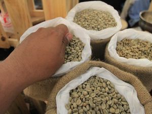 Menang Lelang di Amerika, Kopi Gunung Puntang Bandung Dihargai USD 56 Menang Lelang di Amerika, Kopi Gunung Puntang Bandung Dihargai USD 56