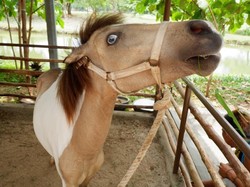 Faunaland Ancol Punya Hewan Langka Lho