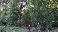 Foto: Ini Kebun Pala Tertua di Indonesia