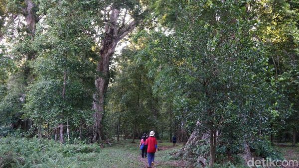 Foto: Ini Kebun Pala Tertua di Indonesia