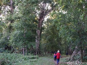 Foto: Ini Kebun Pala Tertua di Indonesia