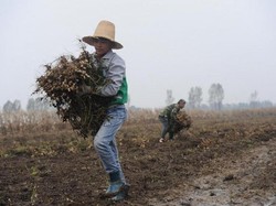 Ada Alasan Menyayat Hati di Balik Bocah 12 Tahun yang Berhenti Sekolah