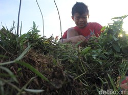 Sudah Dilarang Ortu, Asep Masih Kekeuh Berjualan Kangkung