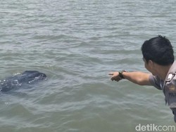 Mau Main Bersama Hiu Tutul? ke Pasuruan Saja