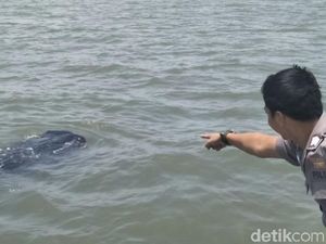 Melihat Penampakan Hiu Tutul di Perairan Pasuruan Melihat Penampakan Hiu Tutul di Perairan Pasuruan