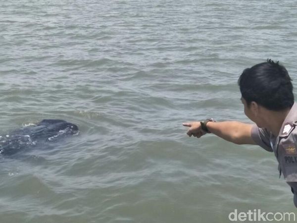 Melihat Penampakan Hiu Tutul di Perairan Pasuruan