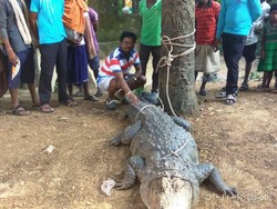 Bikin Kaget! Ada Buaya Raksasa Masuk dan Tidur di dalam Rumah