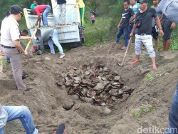 Ribuan Belangkas Selundupan dari Aceh Tujuan Thailand Dimusnahkan