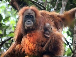 Deretan Fakta yang Perlu Kamu Tahu soal Orangutan Tapanuli