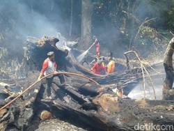 Pohon Beringin Tua di Semarang Terbakar dan Timpa Rumah Warga