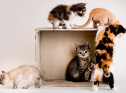 Festival Kucing akan Digelar 2018, Pasti Gemas!