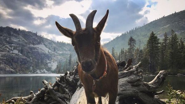 Foto: Kenalan Sama Kambing yang Suka Traveling