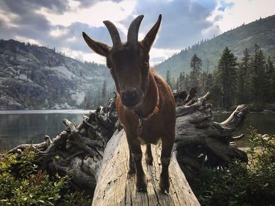 Foto: Kenalan Sama Kambing yang Suka Traveling