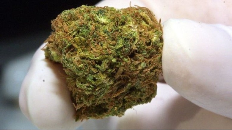 Ganja dilegalkan, 13 Perusahaan Denmark Antre Ajukan Izin Menanam Ganja dilegalkan, 13 Perusahaan Denmark Antre Ajukan Izin Menanam