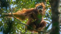 Batang Toru: Hutannya Dibabat Habis, Orangutannya Terancam Punah