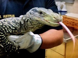 Ngeri, Ada Kadal Raksasa Nyasar di Kebun Belakang Rumah