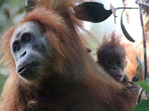 Polda Kalteng Tangkap Dua Pria Pembunuh Orangutan Tanpa Kepala