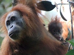Polda Kalteng Tangkap Dua Pria Pembunuh Orangutan Tanpa Kepala