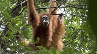 Fakta-fakta Orangutan Tapanuli, yang Makin Langka Akibat Banjir Sumatera