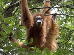 Terdampak Bencana, Orang Utan Tapanuli Terancam Punah