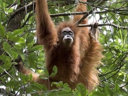 Terdampak Bencana, Orang Utan Tapanuli Terancam Punah
