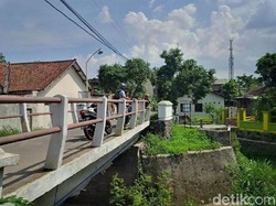 Warga Resah 3 Ekor Ular Piton Muncul di Jembatan di Semarang