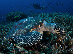 Gelar Festival Rakyat, Banda Neira Hadirkan Pesona Bahari