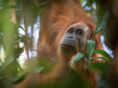 Ini Orangutan Tapanuli, Spesies Baru yang Langka dan Terancam Punah