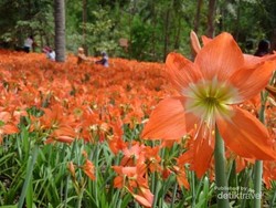 Weekend Ini Main Saja Ke Taman Bunga Amarilis