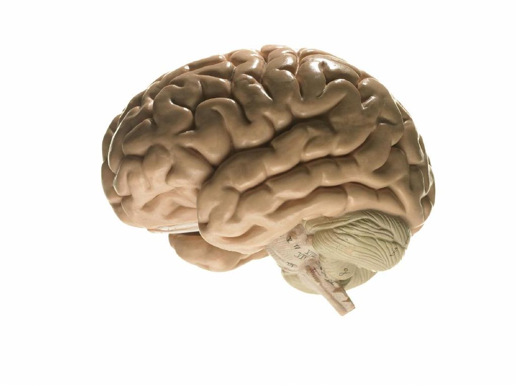 Kenapa Glioblastoma Disebut Jenis Kanker Otak yang Ganas? Kenapa Glioblastoma Disebut Jenis Kanker Otak yang Ganas?