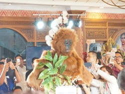 Wakili Indonesia di Miss Universe 2017, Bunga Jelitha Jadi Orang Utan