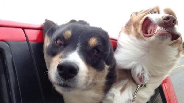 Foto-foto Hewan Ini bakal Bikin Kalian Tersenyum