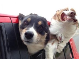 Foto-foto Hewan Ini bakal Bikin Kalian Tersenyum