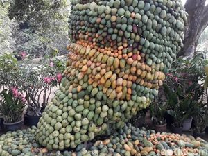 Yuk! Cicip Mangga Pisang, Varietas Baru dengan Banyak Keistimewaan