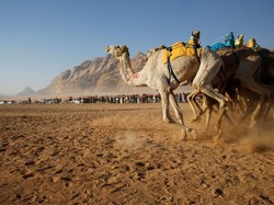 Antibodi Dari Sapi Dikembangkan untuk Lawan Flu Unta